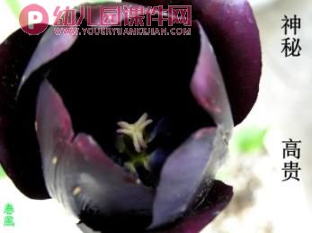 小班课件PPT《郁金香》PPT课件图片