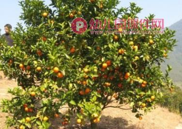 小班综合课件PPT《酸酸甜甜的桔子》PPT课件音乐图片