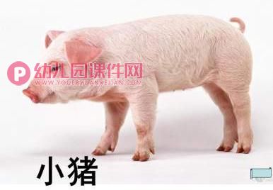 小班课件PPT《认识动物》PPT课件图片