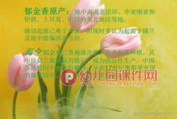 小班课件PPT《郁金香》PPT课件图片