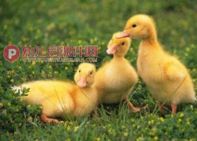 小班综合活动课件PPT《小鸡捉虫》PPT课件图片