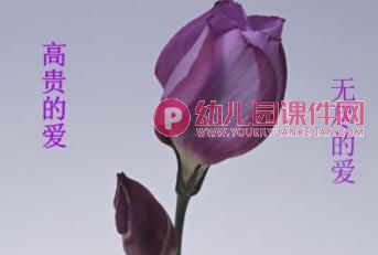 小班课件PPT《郁金香》PPT课件图片