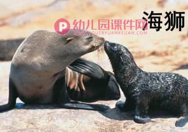 小班课件PPT《认识动物》PPT课件图片