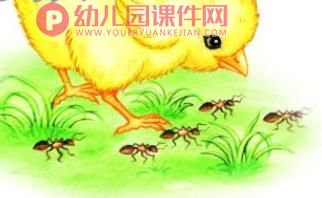 小班综合活动课件PPT《小鸡捉虫》PPT课件图片