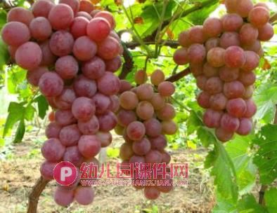 小班美术课件PPT《好吃的葡萄》PPT课件图片