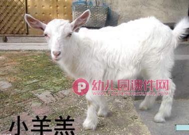 小班课件PPT《认识动物》PPT课件图片