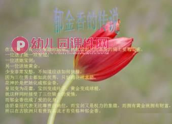 小班课件PPT《郁金香》PPT课件图片