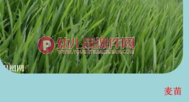 小班综合课件PPT《春天的颜色》PPT课件图片