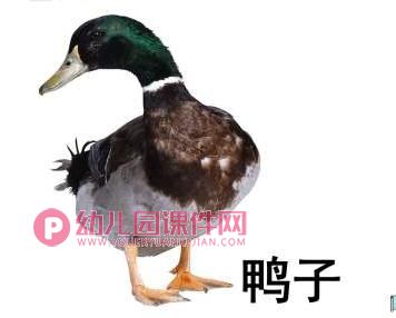 小班课件PPT《认识动物》PPT课件图片