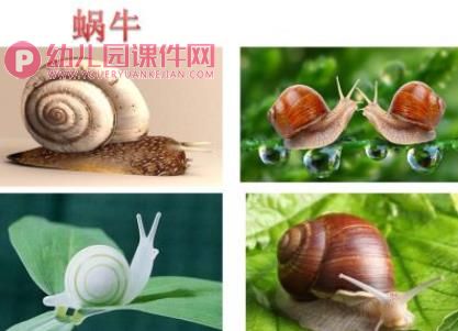 小班课件PPT《旅行的蜗牛》PPT课件图片