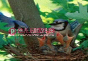 小班常识课件PPT《小耳朵听一听》声音王国PPT课件音频图片