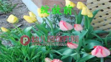 小班课件PPT《郁金香》PPT课件图片