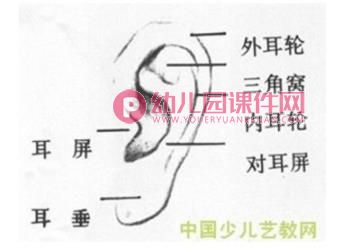 幼儿园小班我的耳朵PPT课件图片