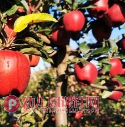 小班综合课件PPT《认识苹果宝宝》PPT课件图片