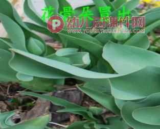 小班课件PPT《郁金香》PPT课件图片