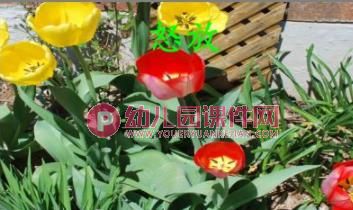 小班课件PPT《郁金香》PPT课件图片