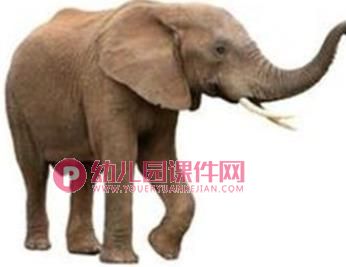 小班课件PPT《5的点数》PPT课件图片