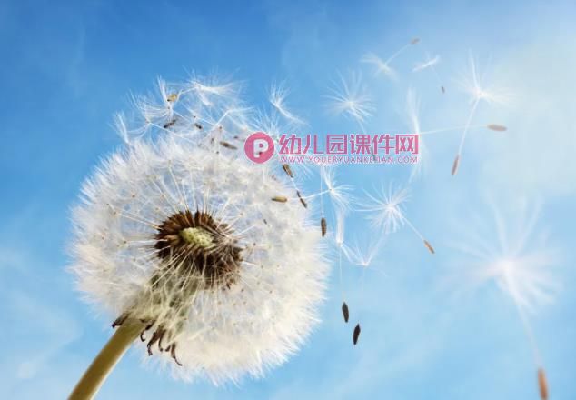 幼儿园课件PPT《蒲公英旅行记》PPT课件图片