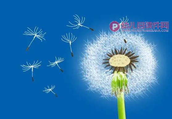 幼儿园课件PPT《蒲公英旅行记》PPT课件图片
