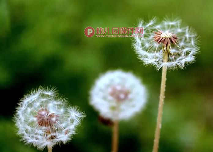 幼儿园课件PPT《蒲公英旅行记》PPT课件图片