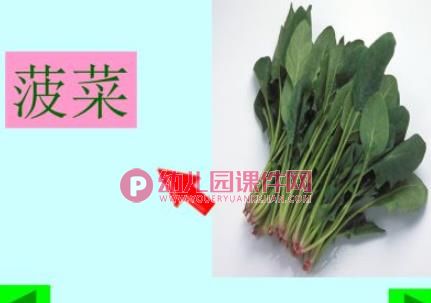 幼儿园科学认知活动课件PPT《各种各样的蔬菜》PPT课件图片