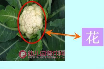 幼儿园科学认知活动课件PPT《各种各样的蔬菜》PPT课件图片