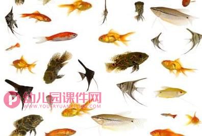 幼儿园科学认知课件PPT《各种各样的鱼》PPT课件图片