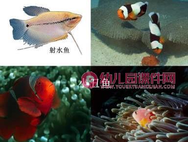 幼儿园科学认知课件PPT《各种各样的鱼》PPT课件图片