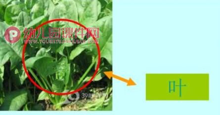 幼儿园科学认知活动课件PPT《各种各样的蔬菜》PPT课件图片