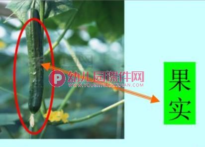 幼儿园科学认知活动课件PPT《各种各样的蔬菜》PPT课件图片