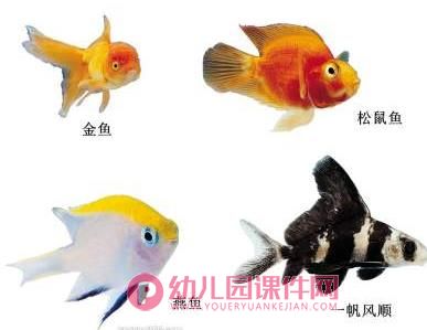 幼儿园科学认知课件PPT《各种各样的鱼》PPT课件图片