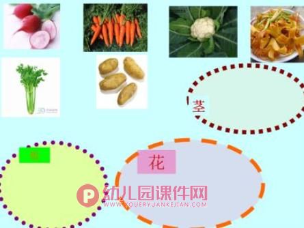 幼儿园科学认知活动课件PPT《各种各样的蔬菜》PPT课件图片