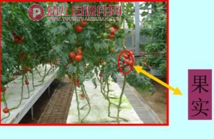 幼儿园科学认知活动课件PPT《各种各样的蔬菜》PPT课件图片