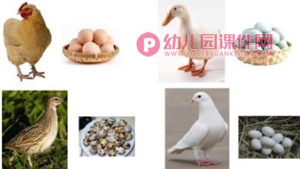 大大小小的蛋宝宝PPT课件图片