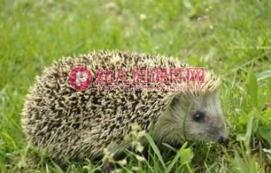 小刺猬背果子美术PPT课件图片