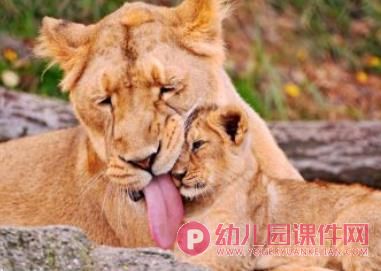 幼儿园手工课件PPT《小狮子》PPT课件图片