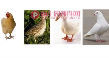 大大小小的蛋宝宝PPT课件图片