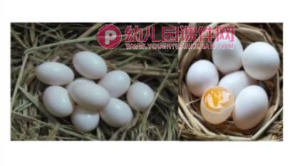 大大小小的蛋宝宝PPT课件图片