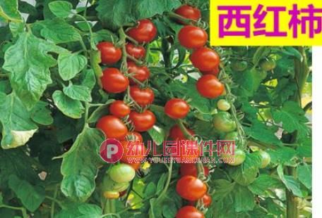 狐狸种菜绘本PPT课件图片
