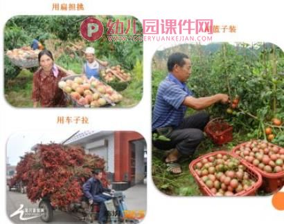幼儿园美术丰收的秋天PPT课件图片