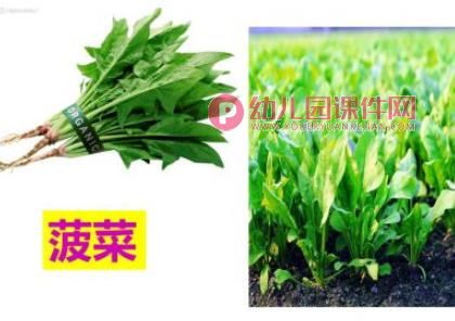 狐狸种菜绘本PPT课件图片