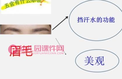 五官在哪里PPT课件图片