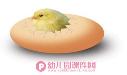 鸡妈妈和鸡宝宝PPT课件图片