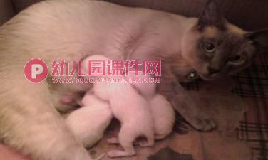 鸡妈妈和鸡宝宝PPT课件图片