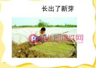 小班粮食日ppt课件图片