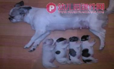 鸡妈妈和鸡宝宝PPT课件图片