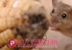 肚子为什么会疼PPT课件图片