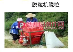 小班粮食日ppt课件图片