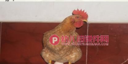 鸡妈妈和鸡宝宝PPT课件图片