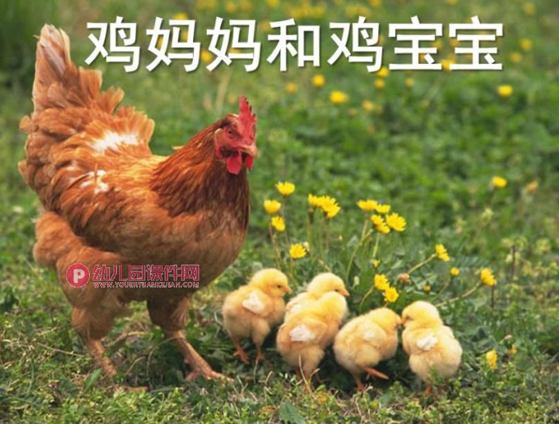 鸡妈妈和鸡宝宝PPT课件图片